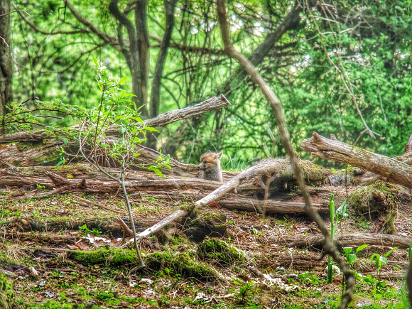 Smiley Fox Pup in the Woodland Den