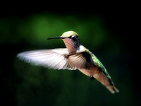 Hovering Hummingbird II