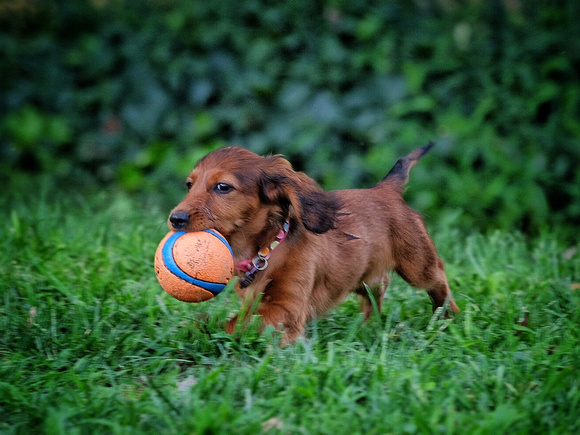 Puppy Ball