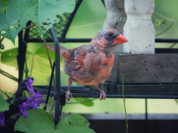 A Bebopping Cardinal