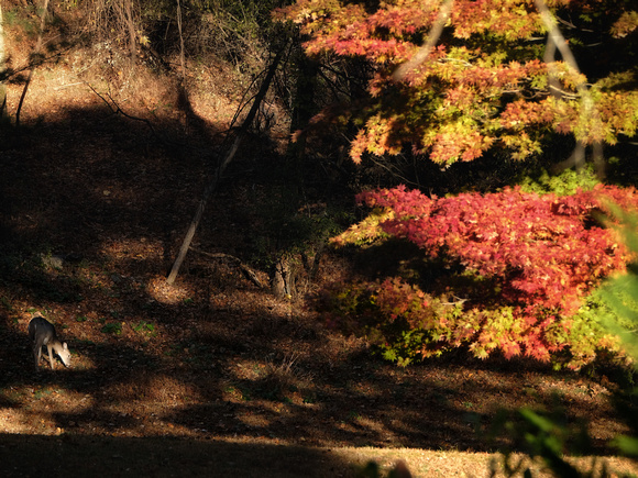 A Peaceful Autumn Morning