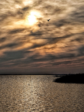 Sunset Gull & Egret