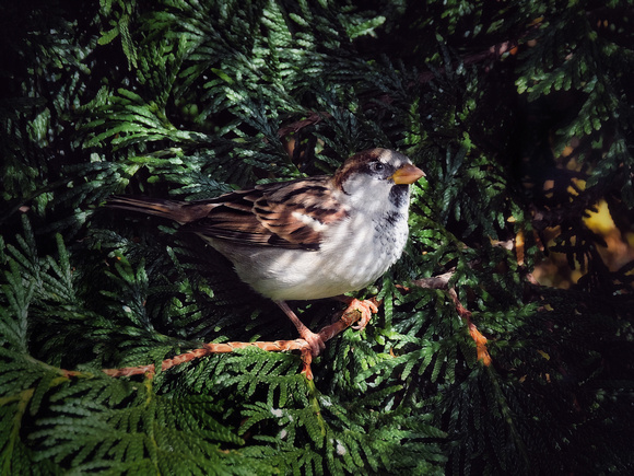 Sparrow in the Ferns