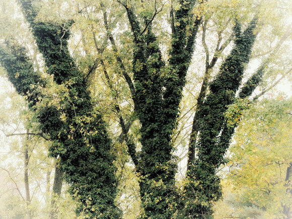 Autumn Ivy Tree - 2022