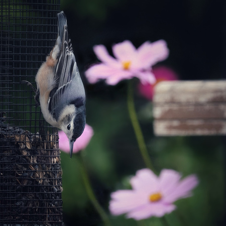Floral Nuthatch