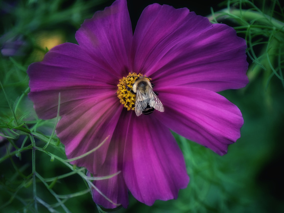 November Bumblebee