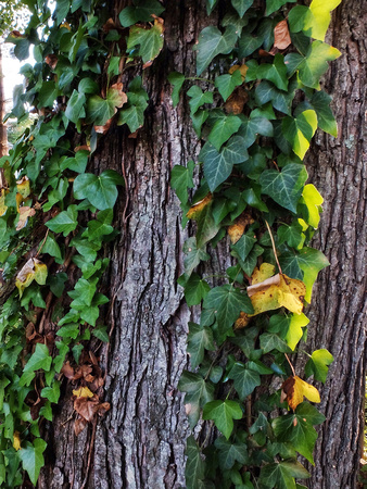 The Ivy Tree Up Close