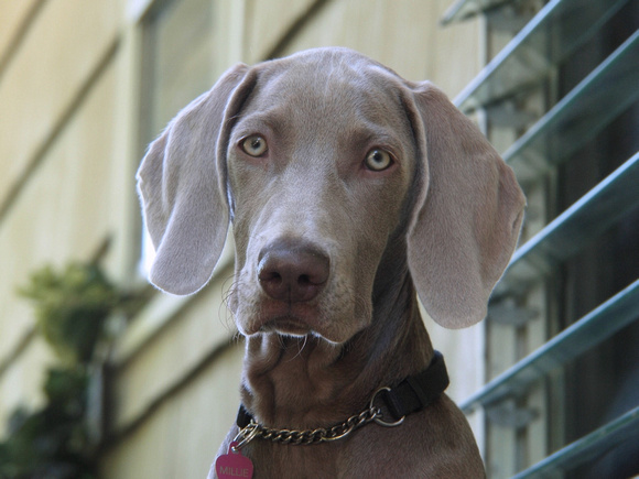 Portrait of a Weim As a Young Pup