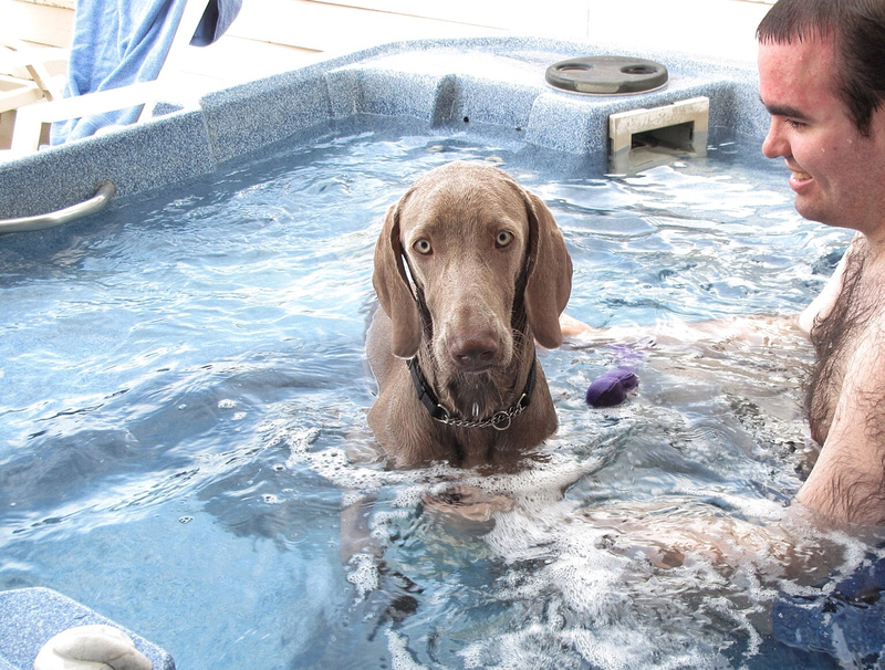 Weims Just Want To Have Fun (In The Hot Tub)
