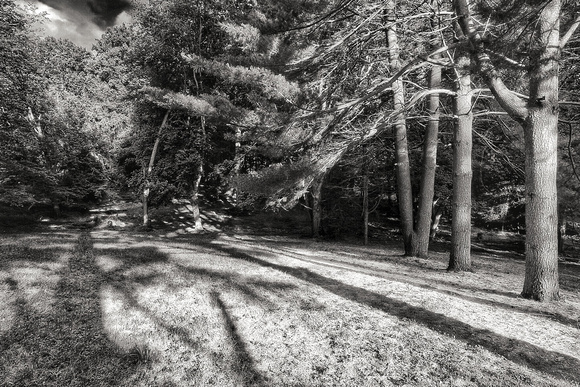 Pine Tree Shadows