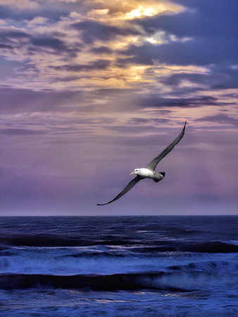 Albatross Sea Soaring