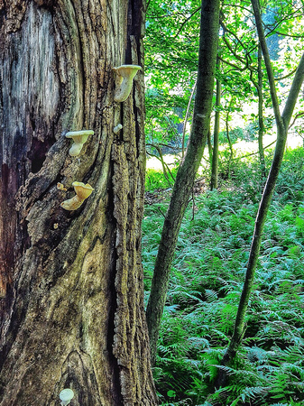 Mushroom Tree Up Close