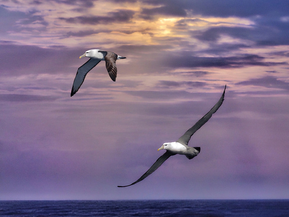 Flight of the White-capped Albatross