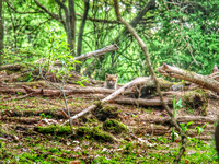 Content Fox Pup in the Woodland Den