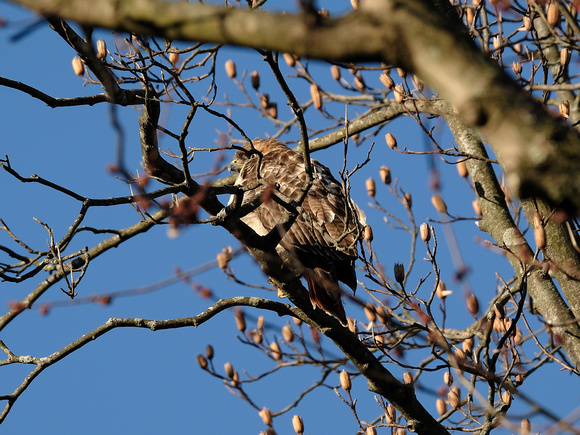 A Settled Red-Tailed Hawk