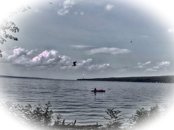 Gulls & Canine Kayaking