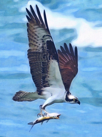 Osprey Catch of the Day (Barracuda)
