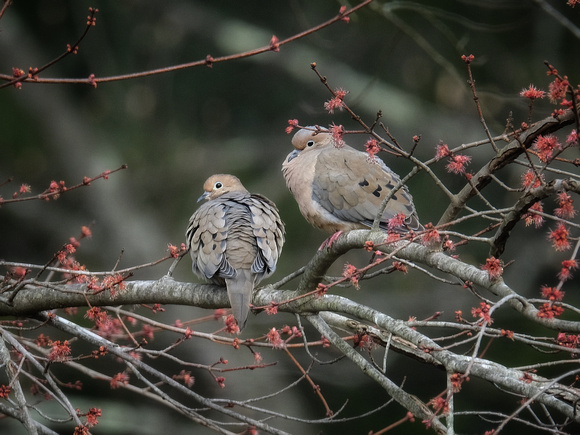 Mourning Doves in the Morning
