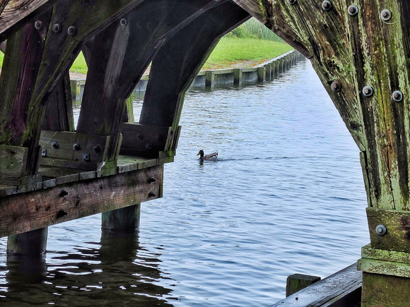 Duck Under Bridge