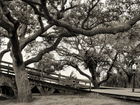 Live Oaks and Lamp Post
