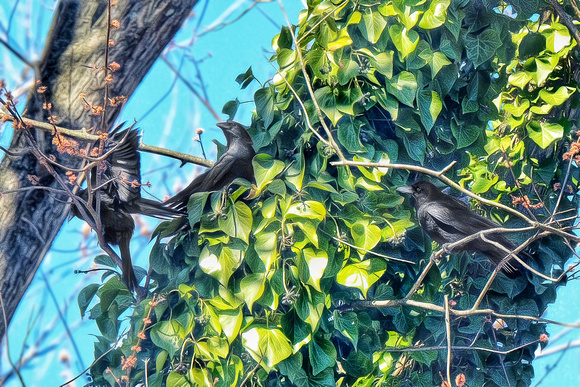 Ivy Tree Crows
