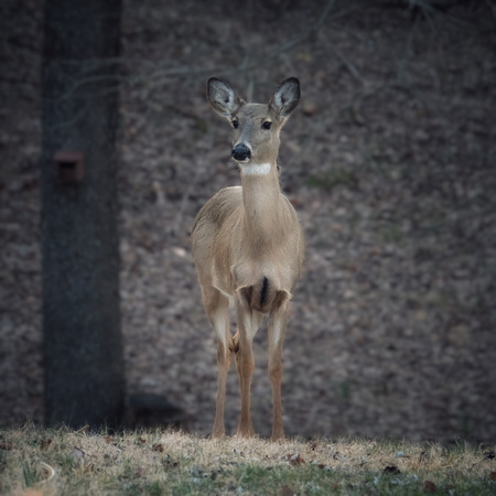 The Deer Whisperer II