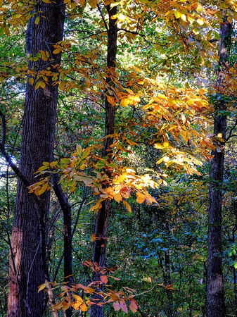 Early Fall Woodland 12