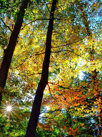 Early Fall Woodland 14