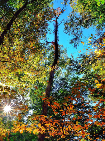 Early Fall Woodland 18
