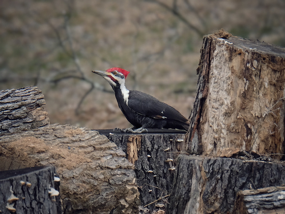 A Stumping Pileated
