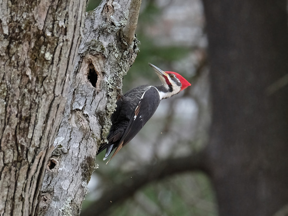 A Pecking Pileated