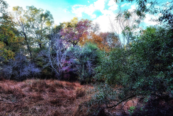 Early Fall Woodland 17