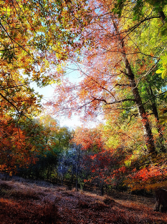 Fall in the Woodland 1