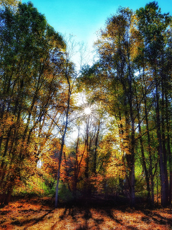 Fall in the Woodland 2