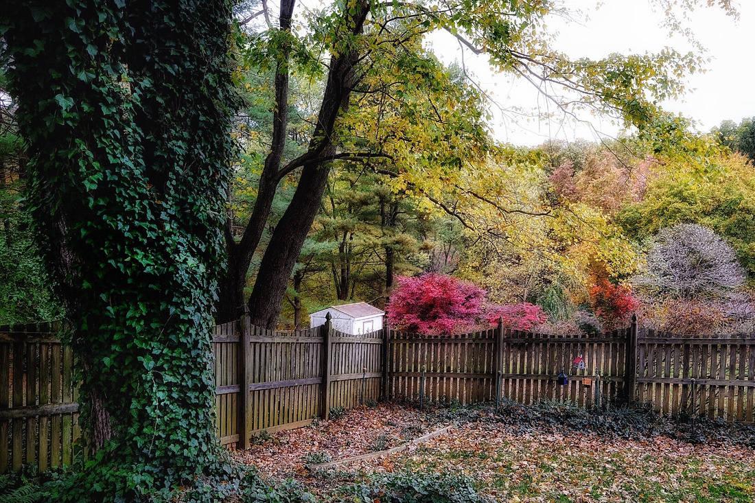 Fall and Fence 1
