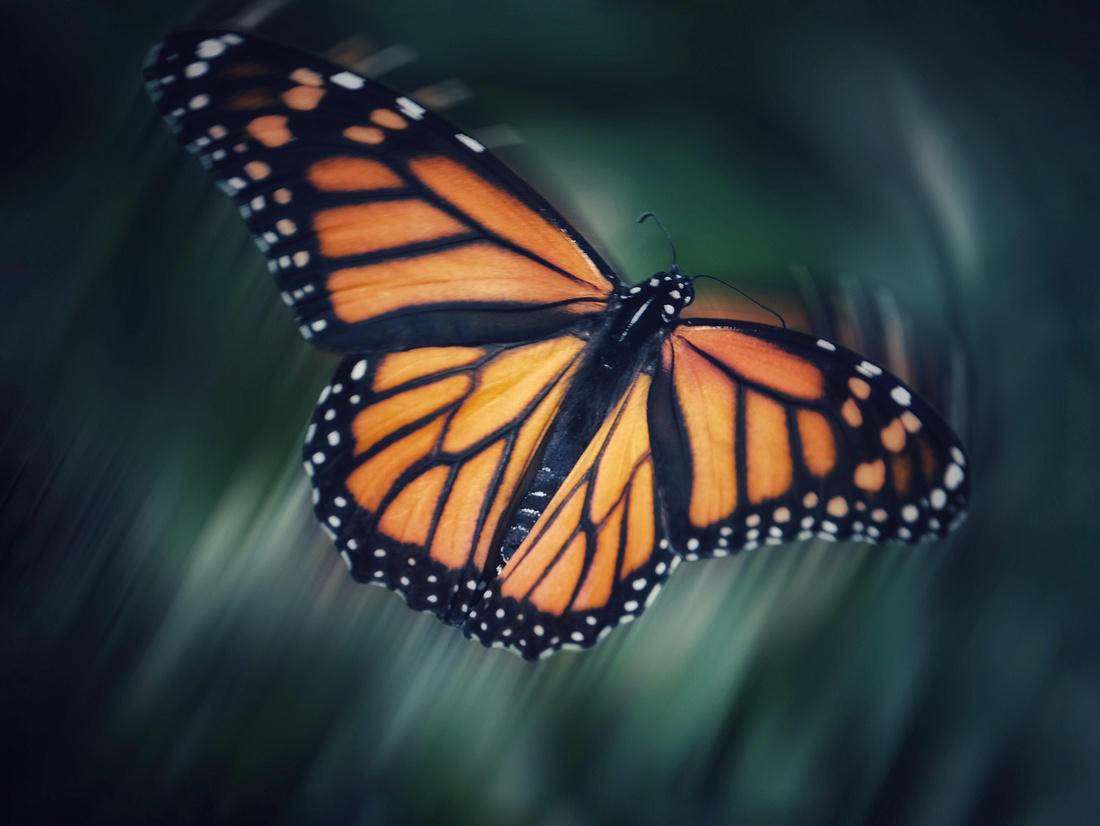 Monarch on the Move