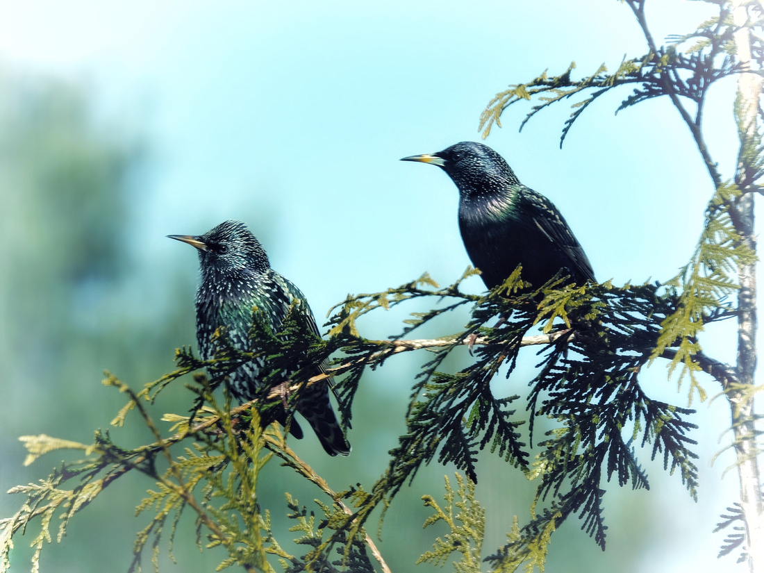 Pair of Starlings I