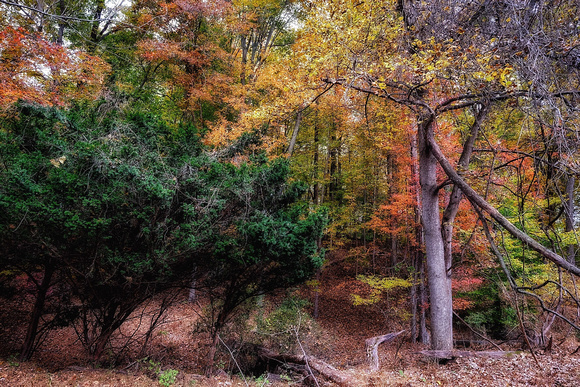Fall in the Woodland 4