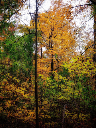 Fall in the Woodland 5