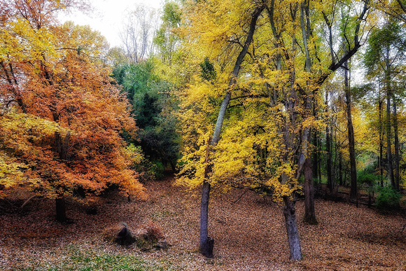 Fall in the Woodland 6