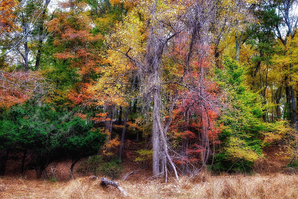 Fall in the Woodland 9