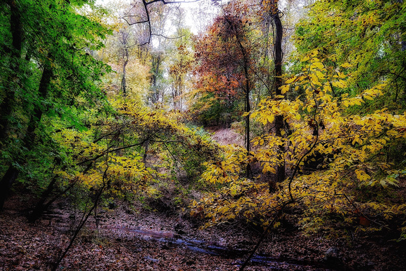 Fall in the Woodland 11