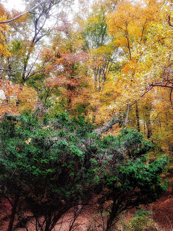 Fall in the Woodland 3