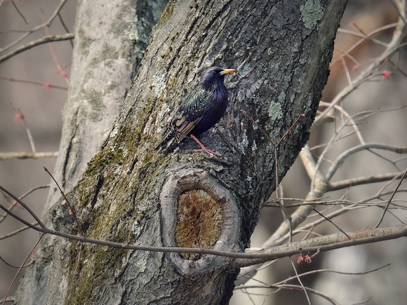 Starling at Rest