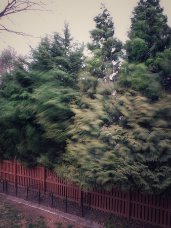 A Strong, Swirling, March Wind