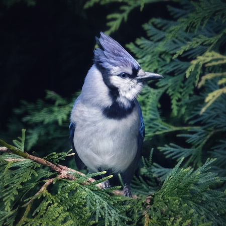 The Blue Jay Crest