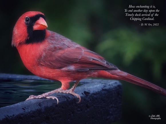 The Enchanting Cardinal