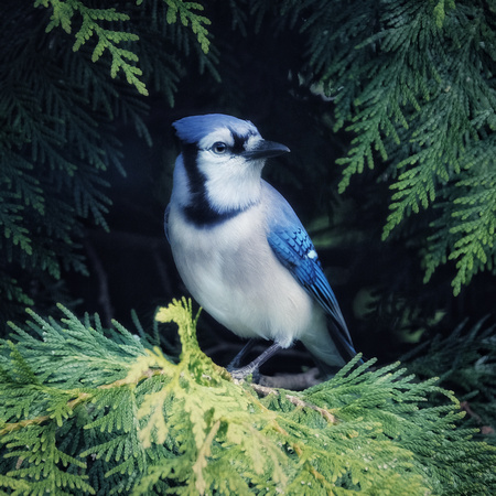 Blue Jay Undercover
