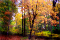 Fall in the Woodland 2015