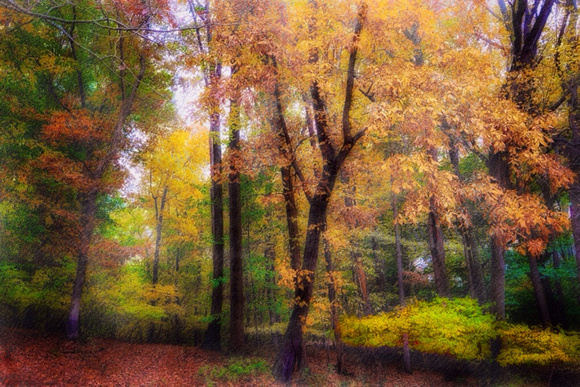 Fall in the Woodland 2015